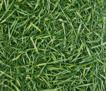 Sol PVC Herbe 2m Cfl-s1